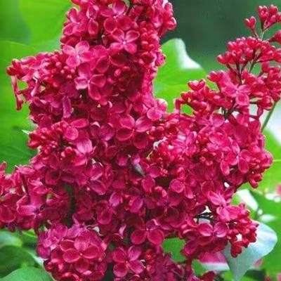 Сирень Москва